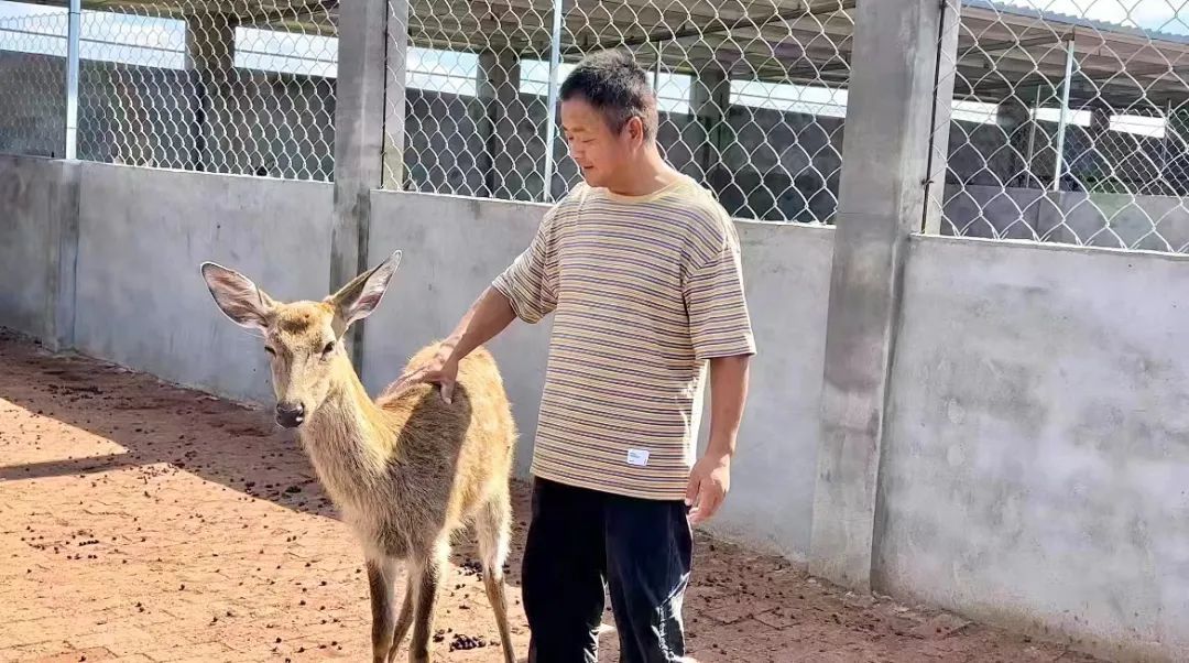 云顶真金集团